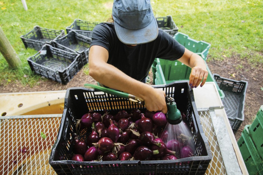 Farmer washing a crate of turnups with a water hose